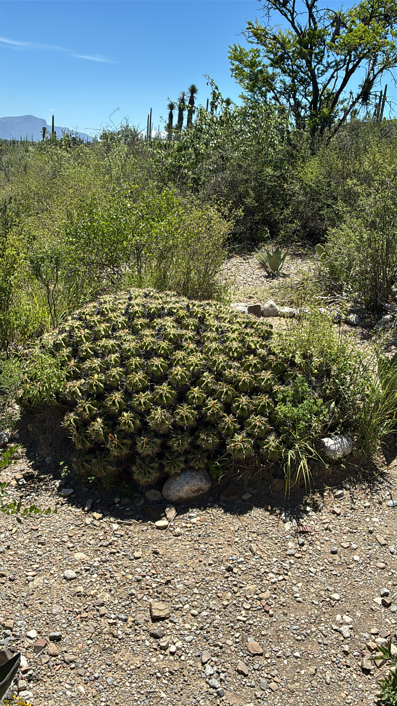 Barrel Cactus